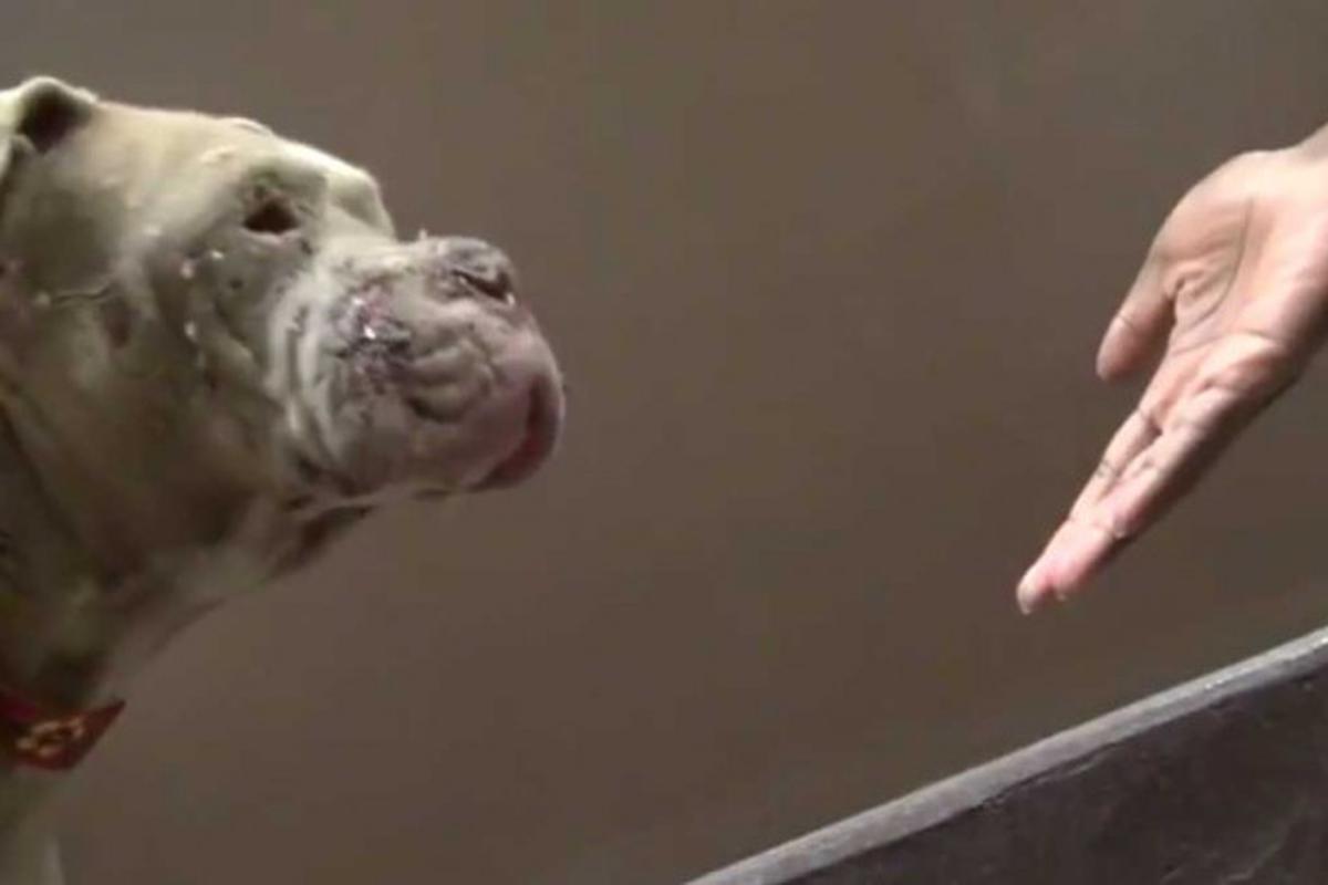 son las perras usadas en las peleas de perros