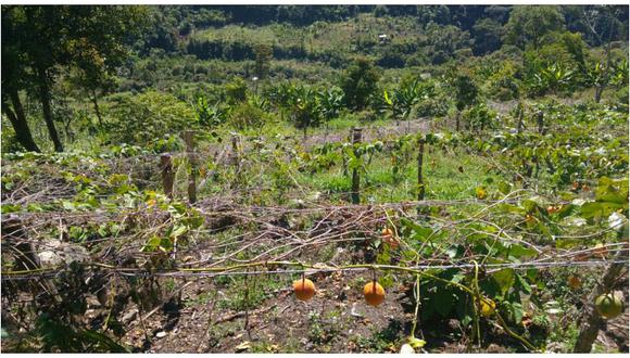 Junín: Cultivos de granadilla en peligro por presencia de hongo "secadora"
