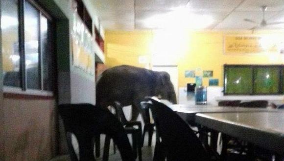 Elefante ingresa a una escuela de Malasia causando pánico (VIDEO)