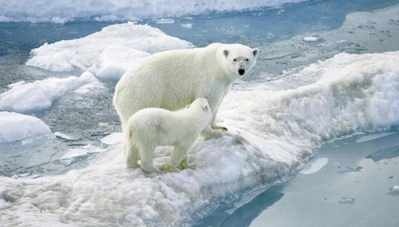 Dos tercios de osos polares se podrían extinguir hacia 2050