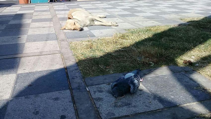 Extraña muerte de animales en Mollendo