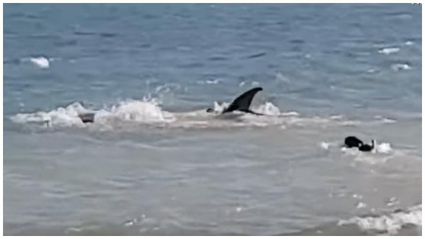 Perro sorprende nadando a orillas del mar para espantar a un tiburón (VIDEO)