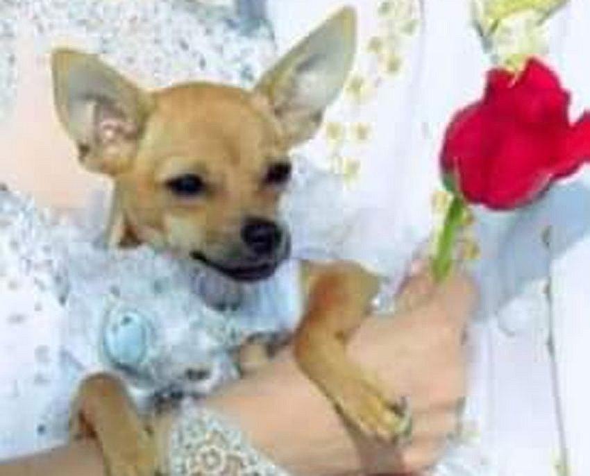 Mascota de gobernador Elmer Cáceres se extravía en Cerro Colorado