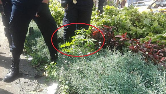 Trujillo: Agentes de IRAM encuentran plantas en marihuana en berma
