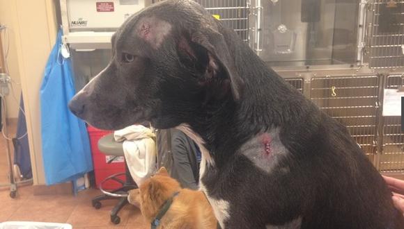 ​Perro recibió dos balazos al intentar salvar a su dueño