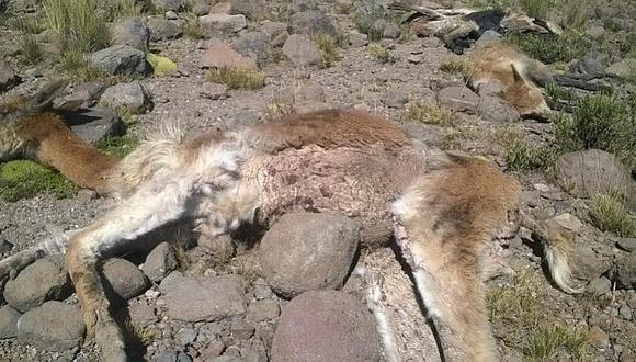 Caza furtiva causó más de 270 vicuñas muertas en la región durante el 2016