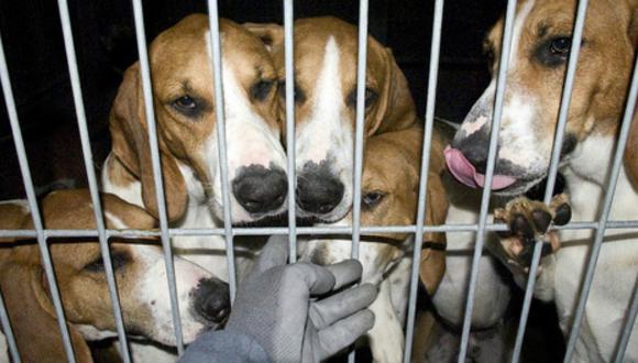 Científicos hacen experimentos con perros para rejuvenecer a los humanos