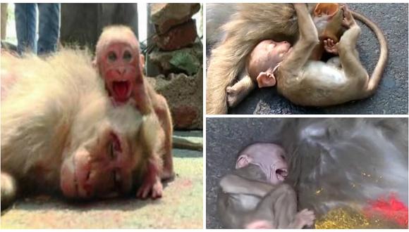 YouTube: bebé mono y su desgarrador llanto por muerte de su madre atropellada (VIDEO)