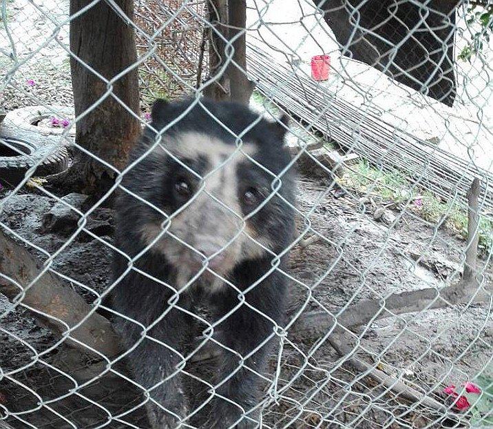 ​Cajamarca: Policía rescata a oso de anteojos en peligro de extinción (FOTOS)
