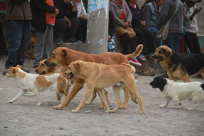 Comuna de Mariano Melgar capturará perros callejeros 