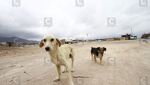 Rabia canina: Salud pide recursos ordinarios de un millón 200 mil soles para seguir con labor