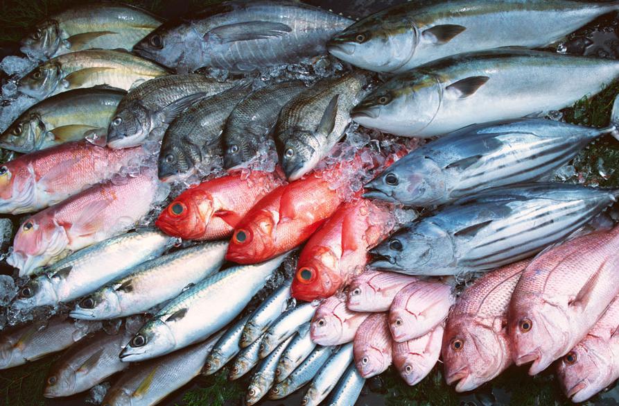 Conchas de abanico, pez volador y tollo aumentarán en mar peruano por Fenómeno El Niño