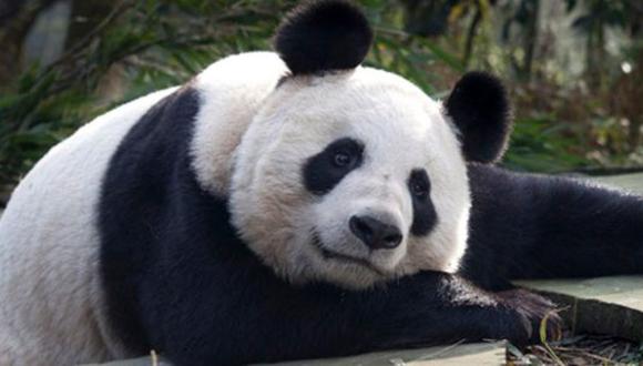China no quiere enviar pandas a Malasia por caso Malaysia Airlines