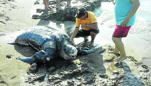 Tacna: mar vara tortuga marina nunca antes vista en la costa peruana