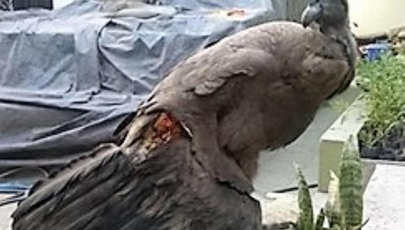 Arequipa: Trasladarán a cóndor con fracturas en el ala a zoológico de Lima