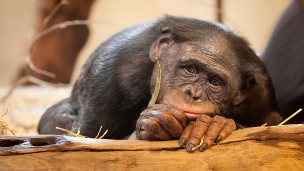 Advierten que la tierra se enfrenta a una extinción masiva