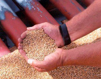 El tarwi, alternativa contra la desnutrición