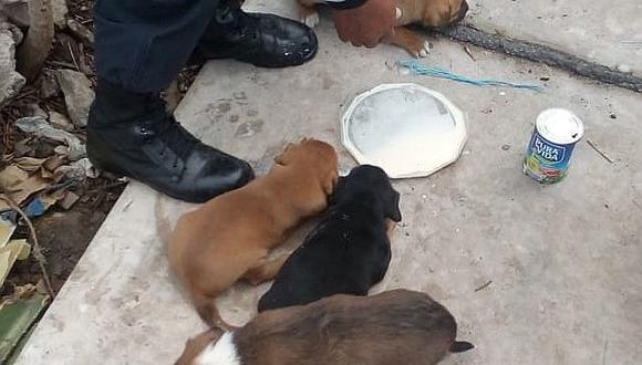 Rescatan cuatro cachorros abandonados en parque municipal de Alto Selva Alegre