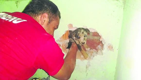 Tacna: bomberos voluntarios rescataron once mascotas este 2015