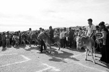 Carrera de burros