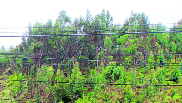 Huancavelica carece de reservas forestales