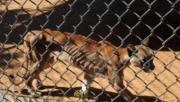 Venezuela: Animales en peligro de extinción se mueren de hambre en zoológicos (FOTOS)