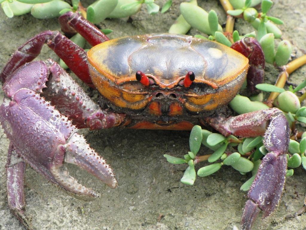 Hoy inició veda del Cangrejo de Manglar, adiverte Produce