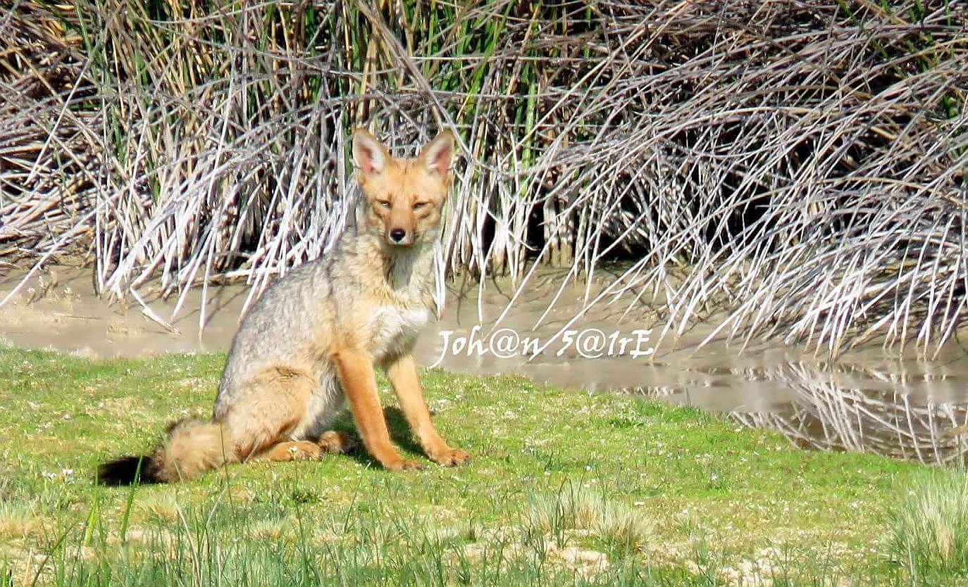 Cusco: Fotografían a uno de los últimos zorros en la laguna de Huacarpay