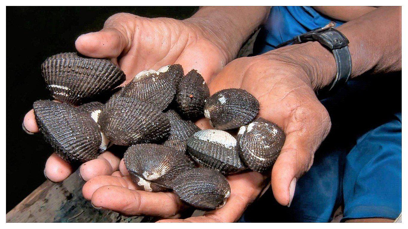 Produce anuncia veda de conchas negras por 45 días