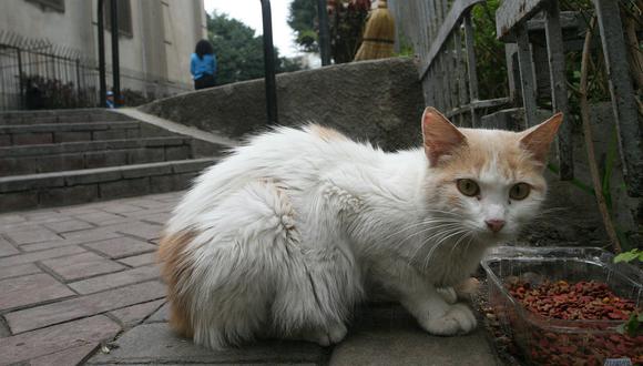 Francia: Conmoción por el envenenamiento de más de 200 gatos en un mes