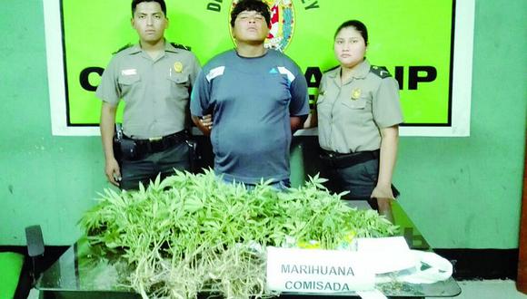 Chimbote: Cae con 110 plantones de marihuana