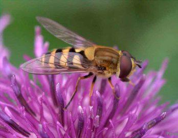 Abejas y ratas también detectan explosivos