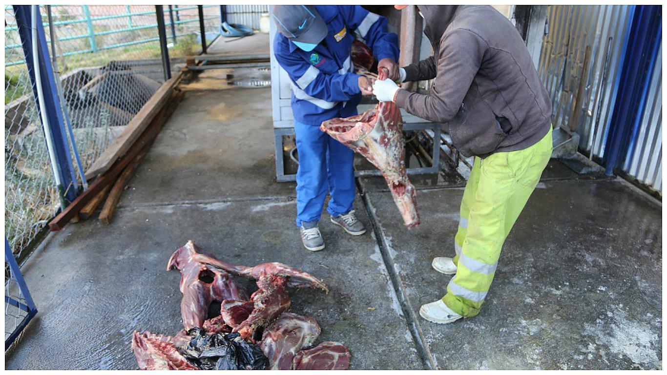 ​Municipio de Huancavelica incauta 59 kilos de carne de alpaca con peligrosa triquina