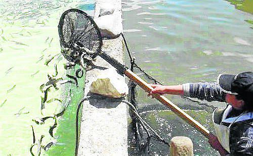 Truchas de la región Junín en riesgo por aguas contaminadas 