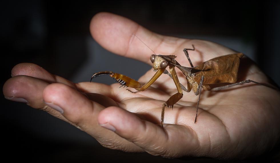 This species of brown mantis Its scientific name is Deroplatys desiccata and it is characterized by having the appearance of a dry leaf, which is like camouflage.  This is one of the mantis species that can be successfully kept in captivity.  Photo: jorge.cerdan@photo.gec