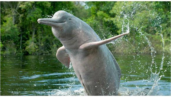 China: Ecologistas avistan un baiji, un delfín que se creía extinto
