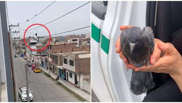 Serenos y vecinos salvan a paloma que terminó colgada en cable de alta tensión en Barranca. (Fuente: Facebook Municipalidad Provincial de Barranca)