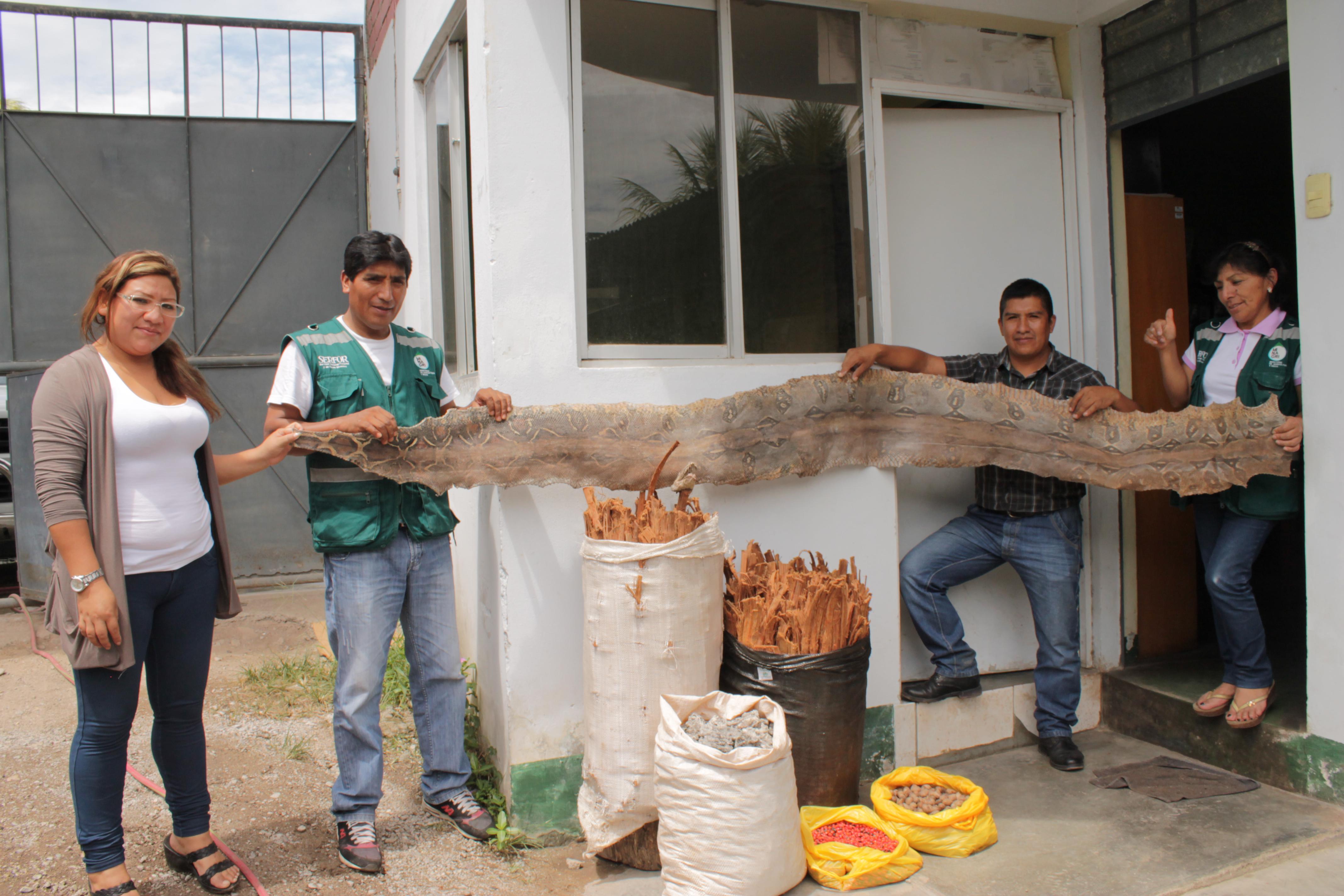 Decomisan piel de boa constrictor de 3 metros de largo