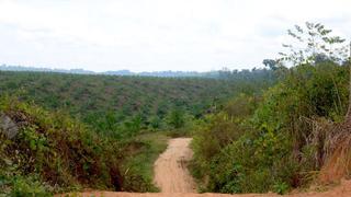 Palma aceitera ayudará a reducir pobreza en Amazonía, señalan expertos