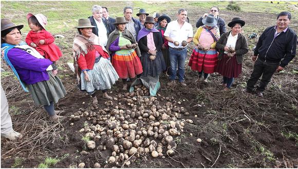 Productores de Apurímac y Ayacucho concretan primera venta de 80 toneladas de papa al Brasil 