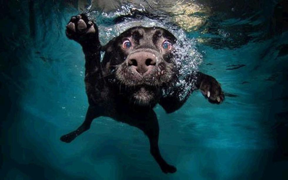 Así se ven los perros jugando bajo el agua (FOTOS)