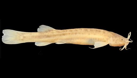 Brasil: Descubren una nueva especie de pez que vive en cavernas