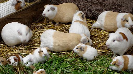 Conoce los beneficios de comer cuy para prevenir el cáncer