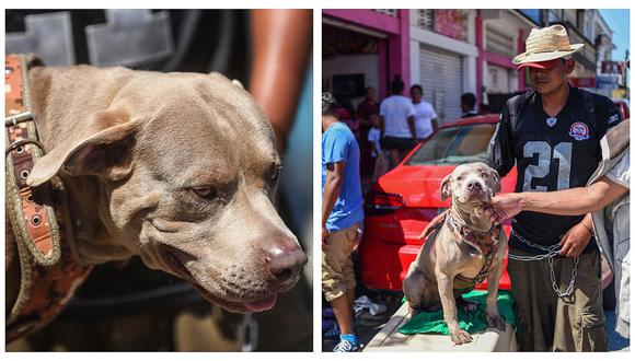 Conoce a 'Bolillo', el perro que viaja con los migrantes hondureños rumbo a Estados Unidos (FOTOS)