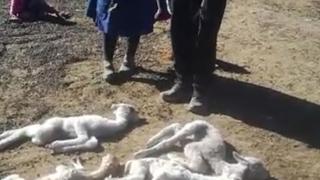 Más de 3 mil 700 alpacas murieron en Ayacucho