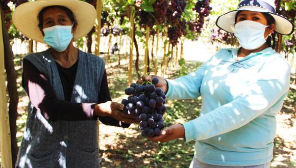 Uva de Moquegua está lista para ser vendida al mercado colombiano. (Foto: Difusión)