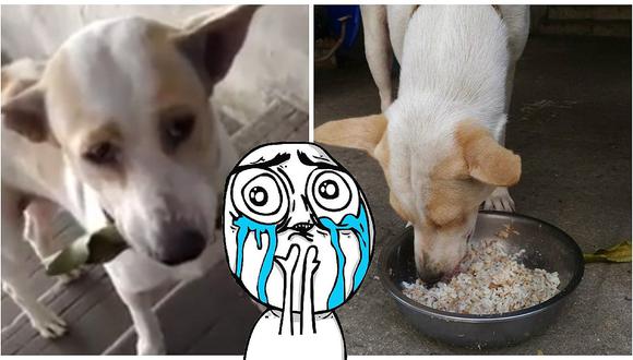 Facebook: ella lo alimentó y perrito callejero hace todo esto en agradecimiento (VIDEO)