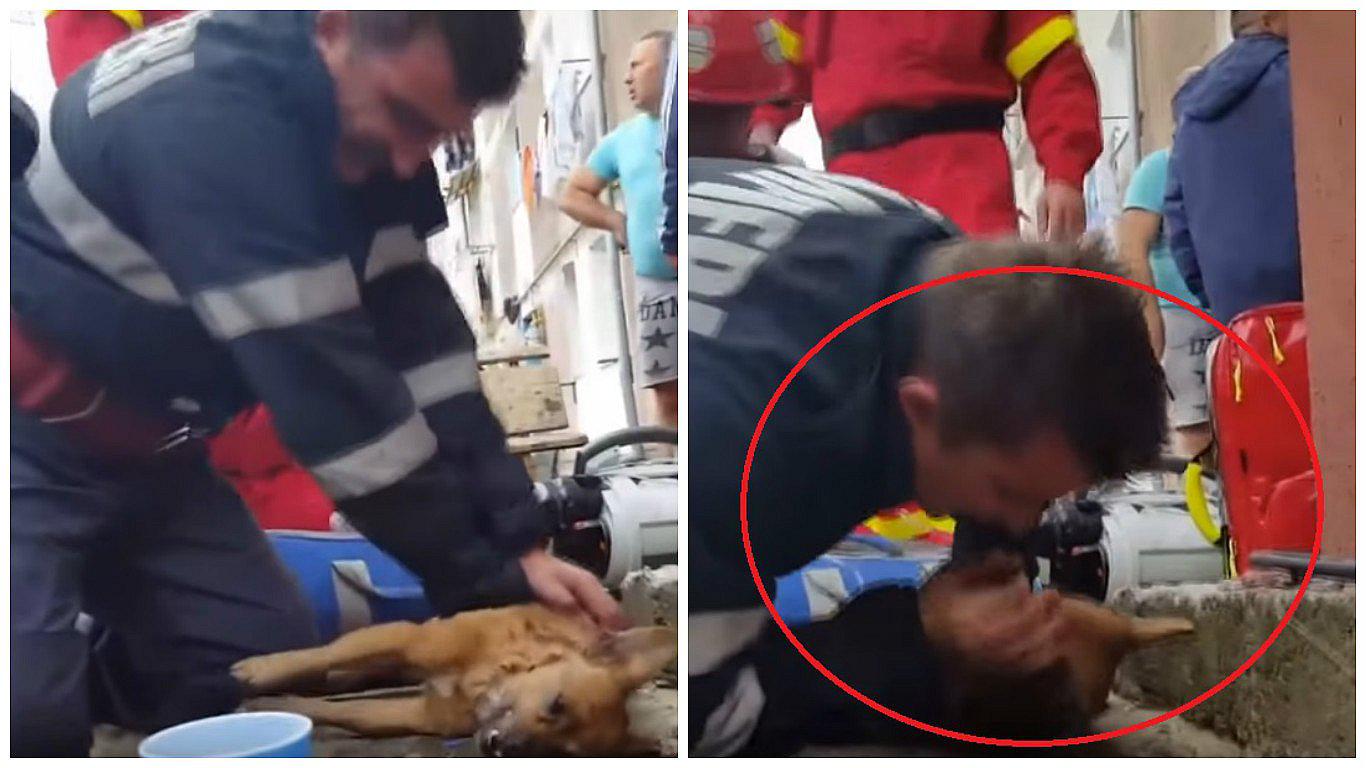 Bombero es aclamado como héroe tras dar respiración en la boca a un perro (VIDEO)