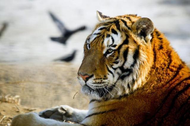 El tigre liberado por Putin es acusado de masacrar un corral de cabras en China