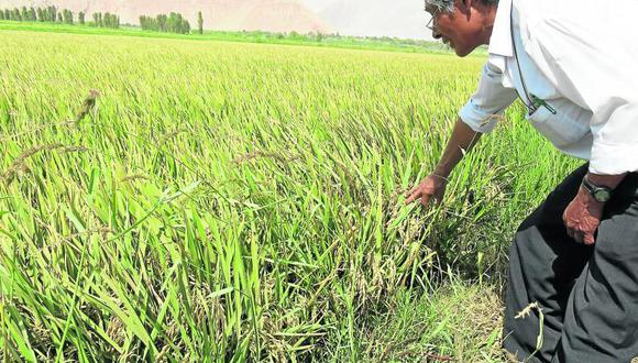 Cosecha de arroz se prolongará hasta junio en el valle de Tambo